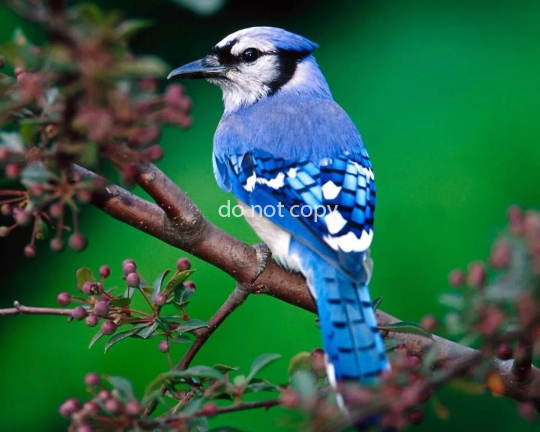 Blue Jay Bird 