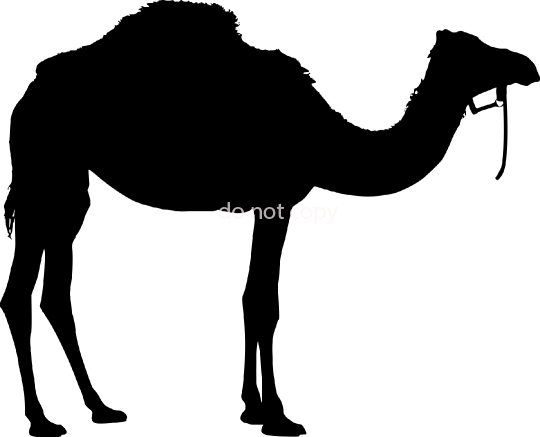camel-3319056-jpg-a-