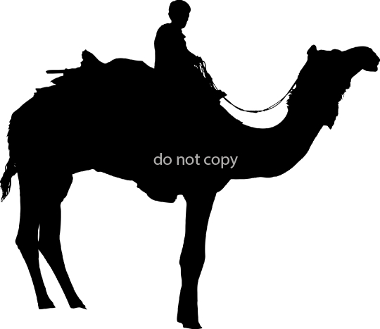 camel-5602094-jpg-a-